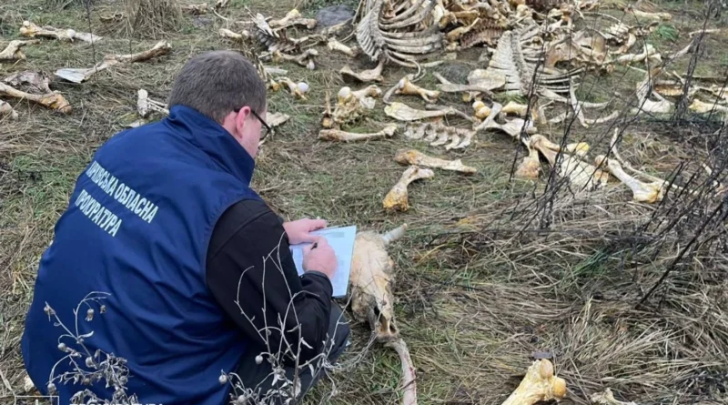 Масовий скид кісток великої рогатої худоби виявлено на Харківщині: місцеві скаржаться на сморід, а правоохоронці шукають причетних