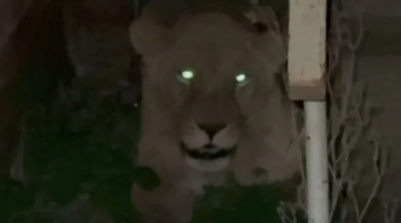 Патрульні Хмельницького показали кадри пошуків левиць, що втекли з реабілітаційного центру