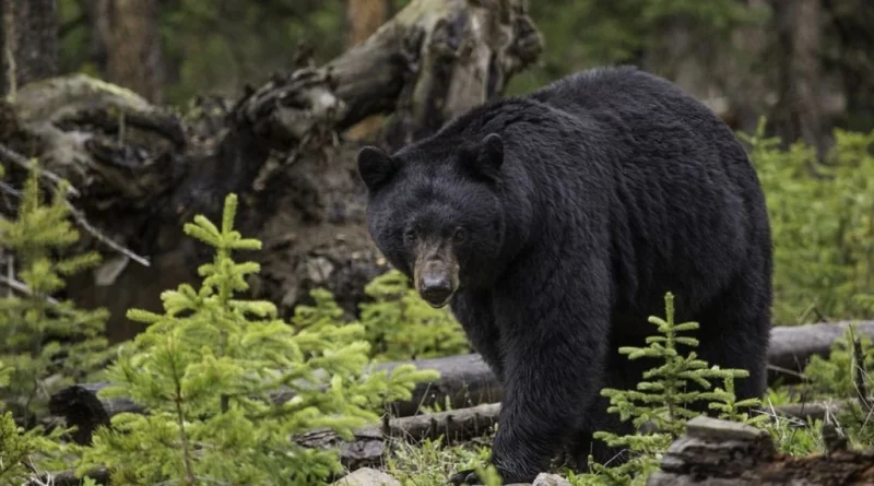 Українські Національні Новини (УНН)
