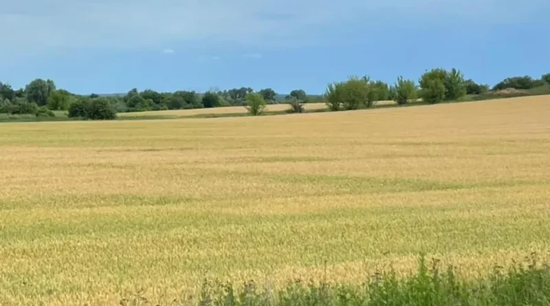 Прокуратура Київщини домоглася повернення тисяч гектарів землі державі