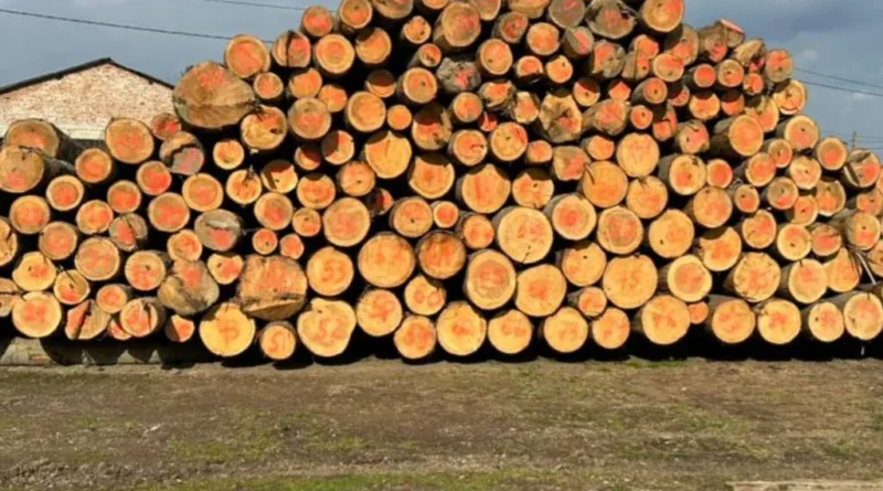 На Буковині перекрито тіньовий експорт лісу до Молдови - 26 обшуків і 10 мільйонів готівки