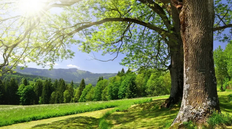 Зміна клімату може знищити тисячі видів рослин до кінця століття - науковці